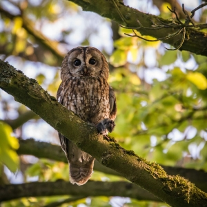 Redwell   10 0502017 (155 Of 240).jpg